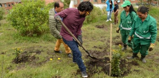 Alcalde local siembra un árbol 