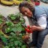 Mujer con tomates de huerta urbana