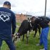 Veterinarios chequean a una vaca en la localidad ruu