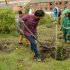 Alcalde local siembra un árbol 